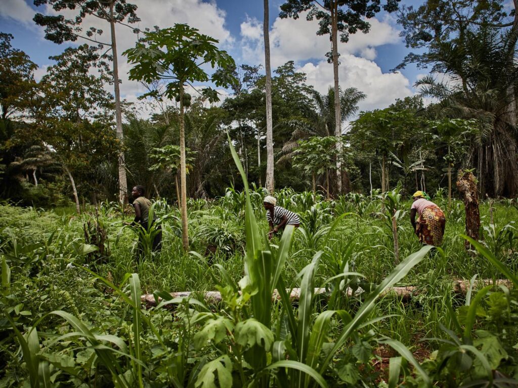 Nigeria's Biodiversity