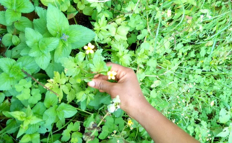 Some plants possess medicinal properties in Nigeria