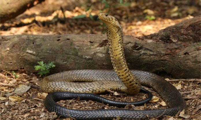 Nigeria’s 7 Most Potent Snakes