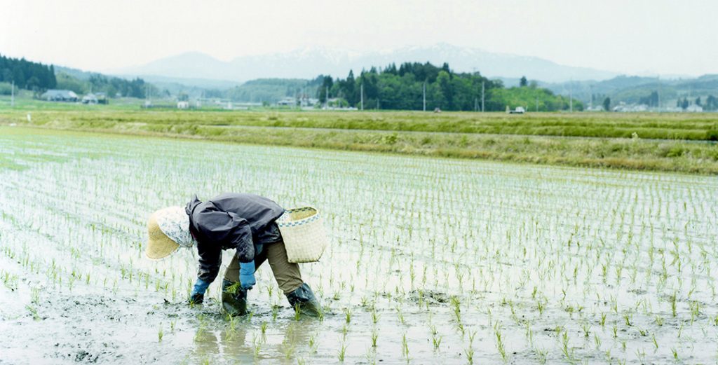 Rice field