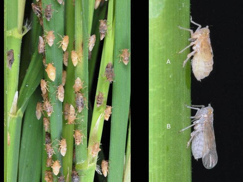 Bats: The Silent Protectors of Rice Fields